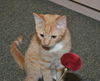 Weasley the Kissing Kitten (VIdeo)