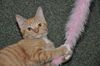 Weasley the Kissing Kitten (VIdeo)
