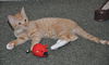 Weasley the Kissing Kitten (VIdeo)