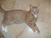 Weasley the Kissing Kitten (VIdeo)