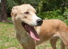 Beau the Blonde Golden
