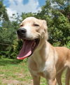 Beau the Blonde Golden