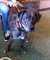 Lucas the Catahoula