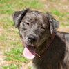 Lucas the Catahoula