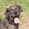 Lucas the Catahoula