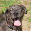Lucas the Catahoula