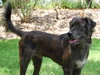 Lucas the Catahoula