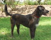 Lucas the Catahoula