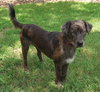Lucas the Catahoula