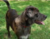 Lucas the Catahoula