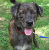 Lucas the Catahoula