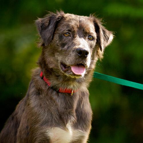 Lucas the Catahoula