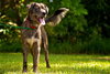 Lucas the Catahoula