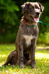Lucas the Catahoula