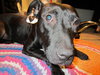Ross the Summer Camping Sweet Girl