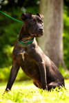 Ross the Summer Camping Sweet Girl