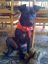 Ross the Summer Camping Sweet Girl