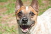 Hank the Senior Heeler/ JRT