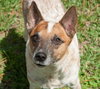 Hank the Senior Heeler/ JRT