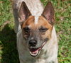 Hank the Senior Heeler/ JRT