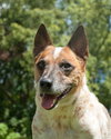 Hank the Senior Heeler/ JRT