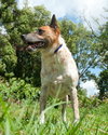 Hank the Senior Heeler/ JRT
