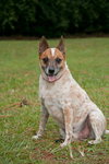 Hank the Senior Heeler/ JRT