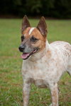 Hank the Senior Heeler/ JRT
