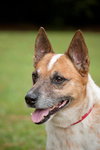 Hank the Senior Heeler/ JRT
