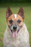 Hank the Senior Heeler/ JRT