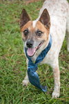 Hank the Senior Heeler/ JRT