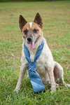 Hank the Senior Heeler/ JRT