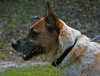 Hank the Senior Heeler/ JRT