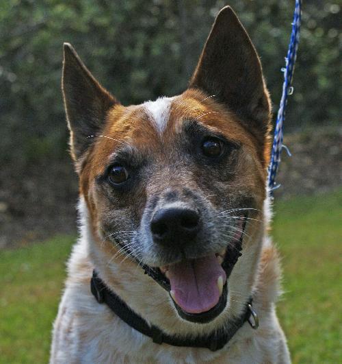 Hank the Senior Heeler/ JRT