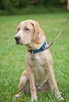 Jaden the Lab-Shar Pei