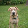 Jaden the Lab-Shar Pei