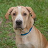 Jaden the Lab-Shar Pei