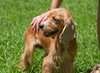 Twany the Little Cocker Spaniel