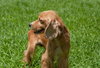 Twany the Little Cocker Spaniel