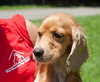 Twany the Little Cocker Spaniel