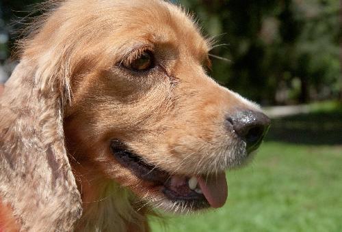 Twany the Little Cocker Spaniel