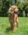 Twany the Little Cocker Spaniel