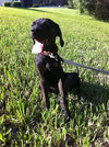 Judy the Special Little Hound Puppy