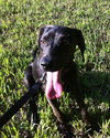 Judy the Special Little Hound Puppy