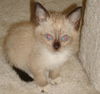 Sebastian the Siamese Kitten