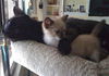 Sebastian the Siamese Kitten
