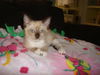 Sebastian the Siamese Kitten