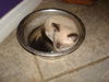 Sebastian the Siamese Kitten