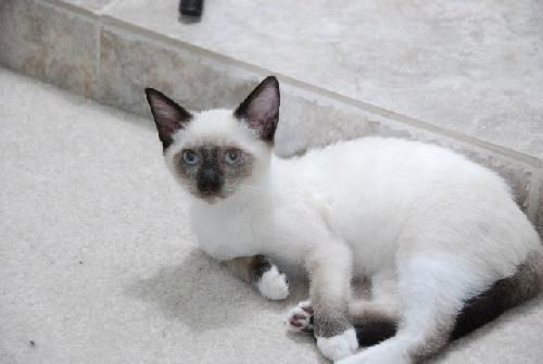 Sebastian the Siamese Kitten