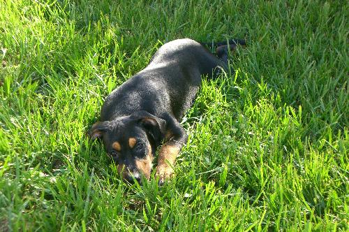 Jesse the Rottie Puppy